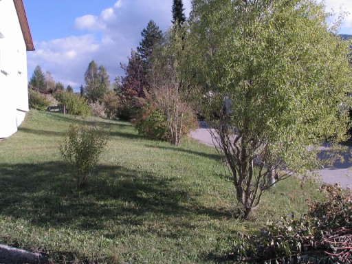 Blick auf die Baumreihe im Westen